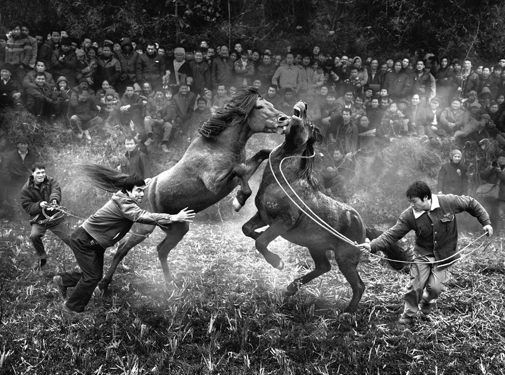 horse fighting