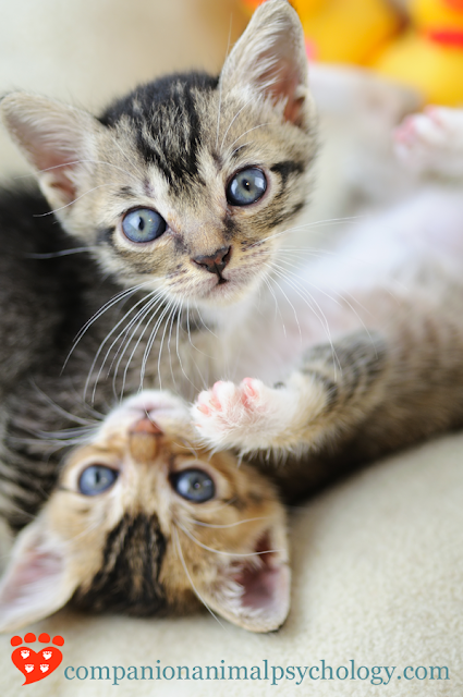 Is it better to get one kitten or two? Two kittens will play together, like these two, which is one of several reasons to consider getting two kittens at once