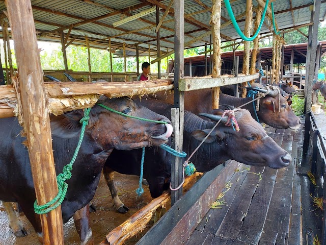 Dampak Wabah PMK, Stok Sapi di Banjarmasin Kosong