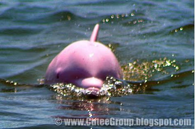 A PINK DOLPHIN