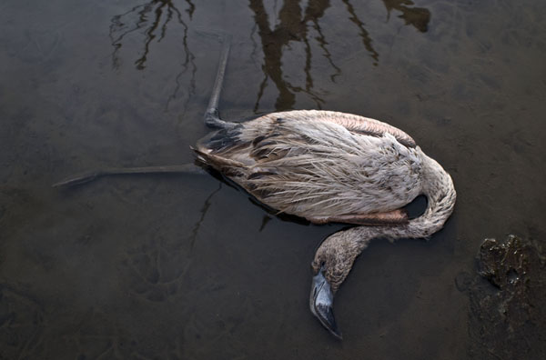 Bird dead in the water