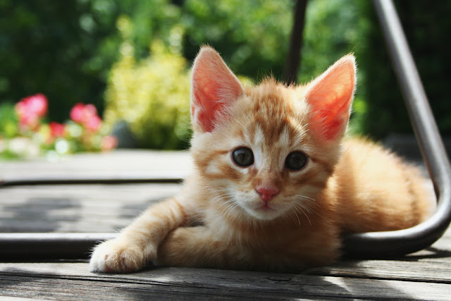 red kitten 01 by mathias-erhart from flickr (CC-SA)