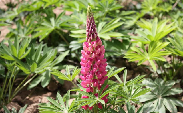 Lupine Flowers Pictures