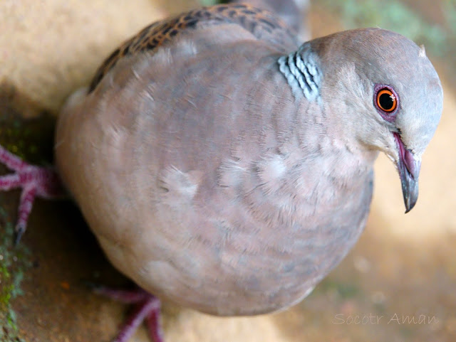 Streptopelia orientalis