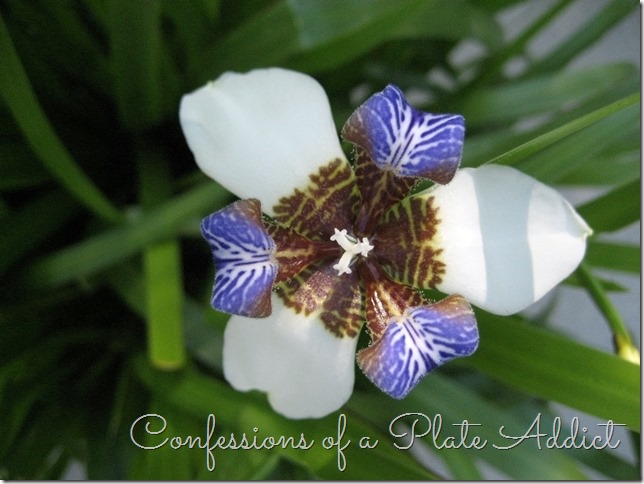 CONFESSIONS OF A PLATE ADDICT Walking Iris in Bloom CONFESSIONS OF A PLATE ADDICT Walking Iris in Bloom
