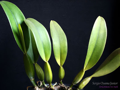 Orquídea Cattleya labiata