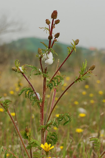 Черноголовник многобрачный (Poterium polygamum, =Sanguisorba minor subsp. muricata)