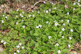 Wood Anemones in Trosley Country Park.  27 March 2015.