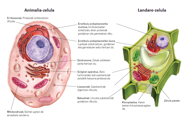 Resultado de imagen de zelularen osagaiak