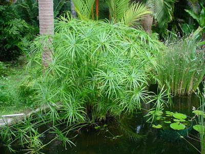 Cyperus involucratus