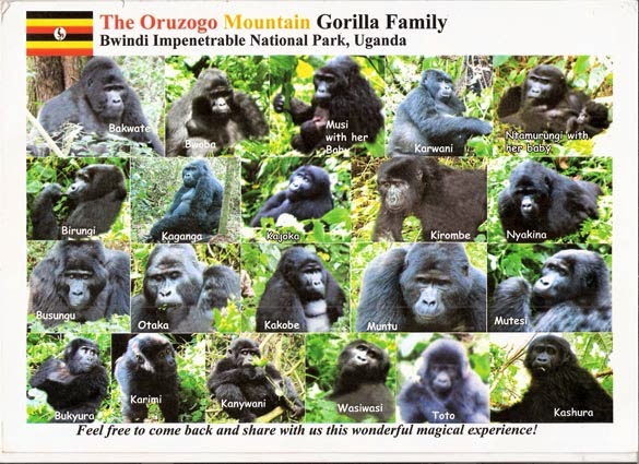 Oruzogo Family gorilla familes in Uganda