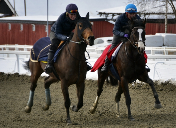 galopp øvrevoll