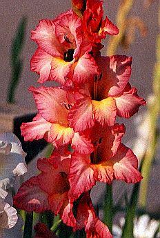 Gladiolus flowers, native to South Africa