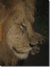 KING OF JUNGLE 014