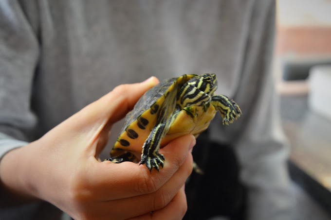 Tener una tortuga de mascota: Cuidados, qué comprar, consejos... 