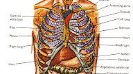 Anatomy Of Back Organs - 8 Human Body Organ Systems Realistic Educative Anatomy Physiology Front Back View Flashcards Poster Vector Illustration Canstock / 12 photos of the anatomy of the back organs.