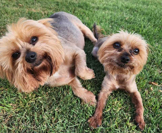 Adopt Bella & Mia Yorkshire Terrier Female