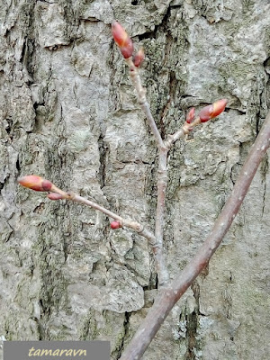 Липа амурская (Tilia amurensis)