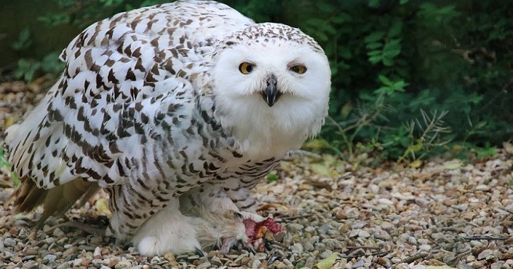  Cara  Unik Burung  Hantu  Salju Melindungi Anak anaknya 