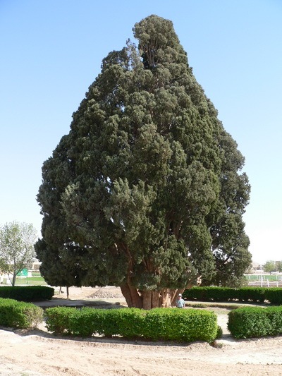 Sarv-e  Abarqu 02_resize