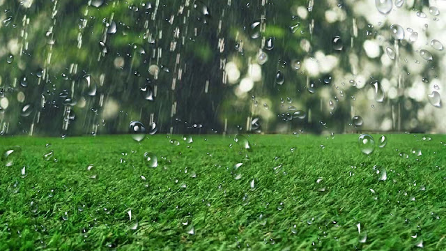 Rumput Sintetis: Apakah Boleh Kena Hujan?