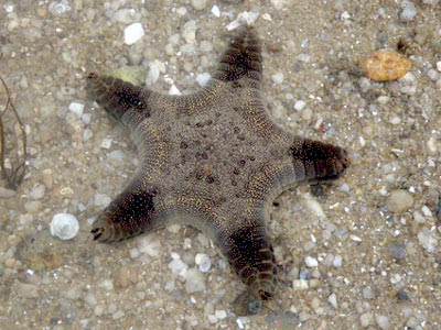 Biscuit Sea Star (Goniodiscaster scaber)