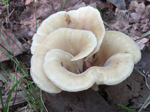 clump of white mushrooms