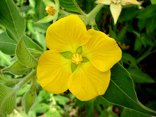 ludwigia peruviana-flower