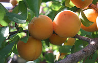 Inspiration 23+ Apricot