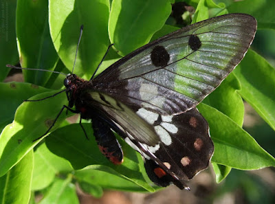 dainty birdwing butterfly close up resting in the Sun - butterfly wing photo