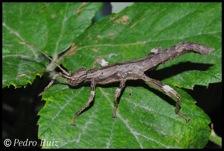 Ninfa hembra L1 de Haaniella saussurei, 3 cm de longitud