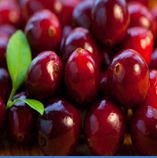 Cranberry Juice Extract
