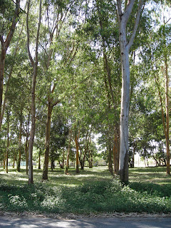 eucalyptus trees, El Porvenir, Honduras