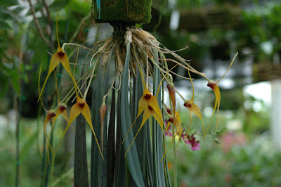 Masdevallia caesia care and culture