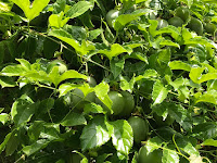 Passion fruit