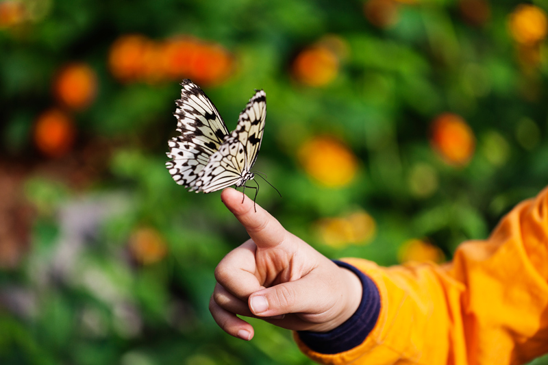 A butterfly sits perched on the finger of a child at the Botanical Gardens in Montreal