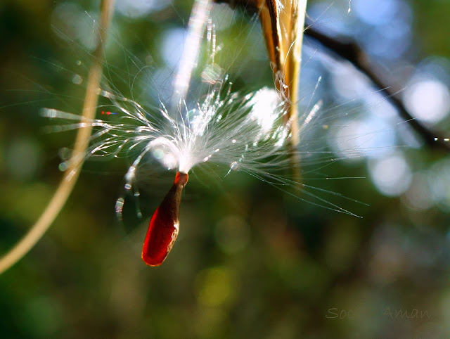 Tylophora aristolochioides