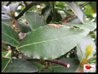 Bay Leaf