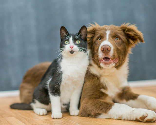 Est-ce que les chats et les chiens peuvent réellement prédire la mort ?