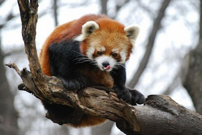 Red Panda Seen On www.coolpicturegallery.net