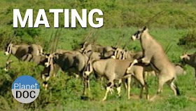 Mating. Shaba Animals | Nature - Planet Doc Full Documentaries
