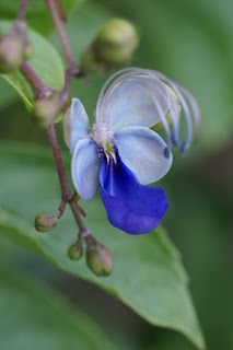 Rotheca myricoides - Clerodendrum ugandense