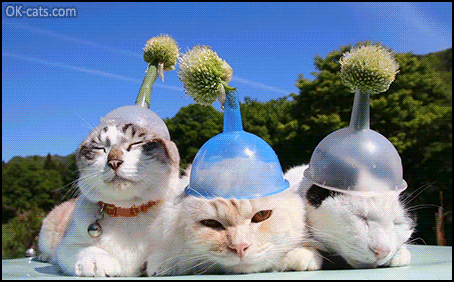 Funny Cat GIF • 3 aliens came to earth to be cute and funny cats [ok-cats.com]