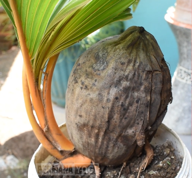 TIPS MEMBUAT BONSAI KELAPA UNTUK PEMULA