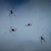 WATCH: Millions of Spiders Rain Down on Australia