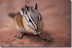 Streifenhörnchen_Zion