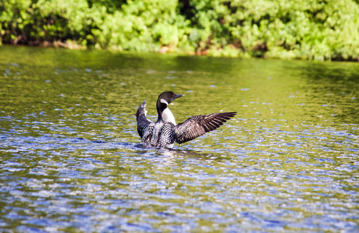 Loon with wings spread on Schroon Lake, NY