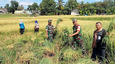 Sebelum Panen, Babinsa Bersama PPL Lakukan Ubinan Padi Inpari 42 di Kelurahan Bakunase