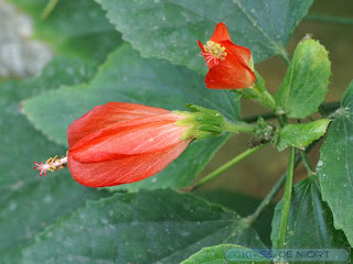 Malvaviscus arboreus - Hibiscus piment - Hibiscus dormant 