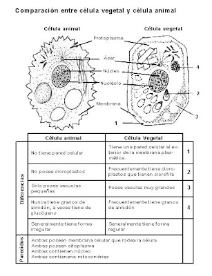 celula animal y sus partes. celula animal y sus partes. partes de la celula vegetal. partes de la celula vegetal. ct2k7. Apr 24, 04:44 PM. If honour killings are cultural